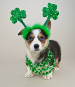 St patricks day dog parade lakewood ranch